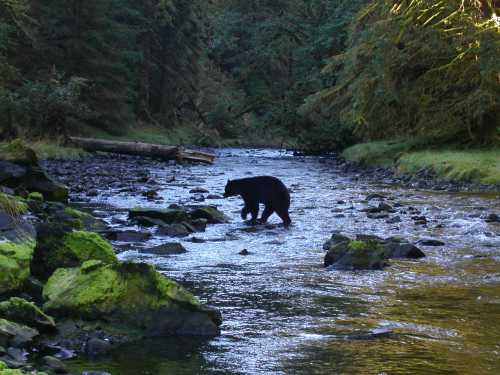 Bear going fishing