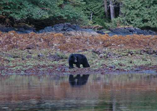 Black bear on the beach