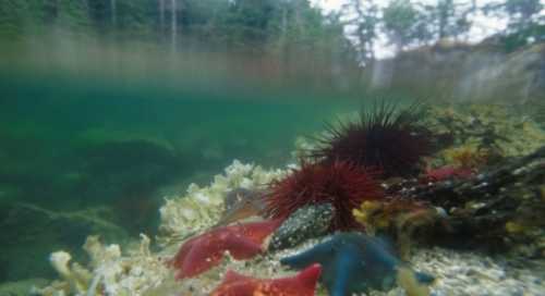 Bat Stars in Burnaby Narrows