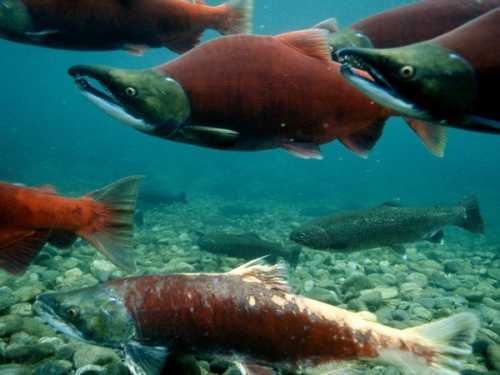 Sockeye Salmon