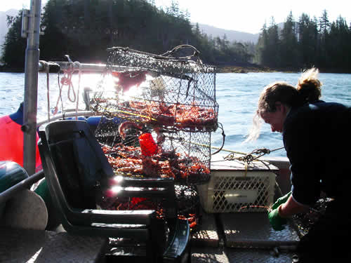 Prawn Traps On The Back Deck